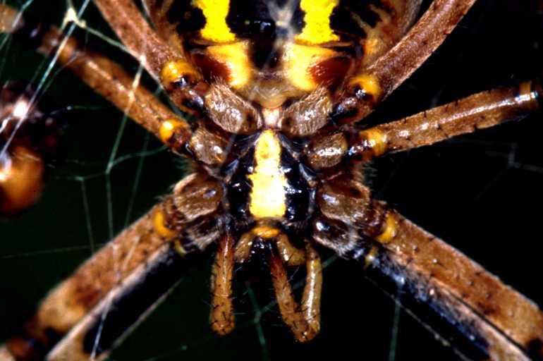 Argiope_bruennichi_P1511_Z_82_Les Gris_Frankrijk.jpg